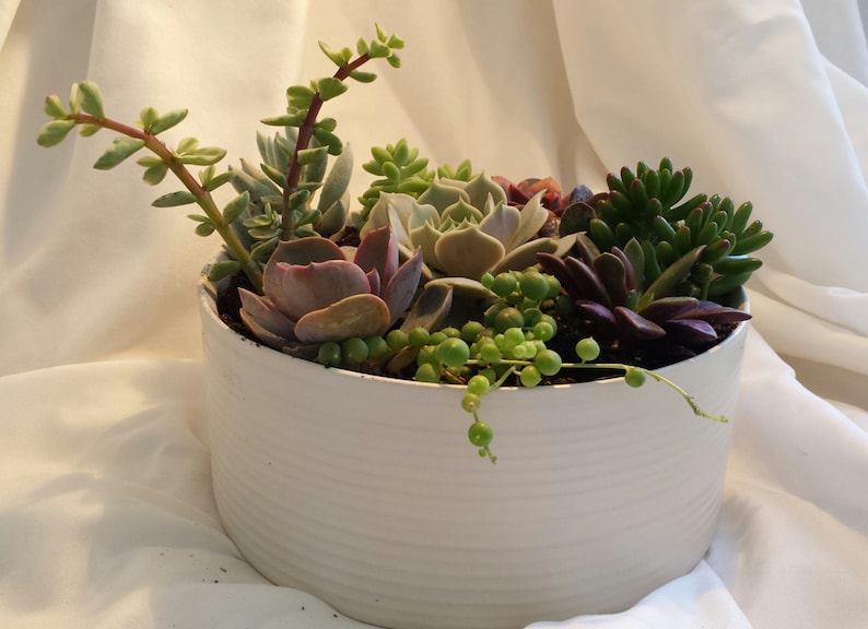 Succulent Plant. DIY Dish Garden Plants. Perfect Create Your Own Centerpiece. This is for plants only image 4