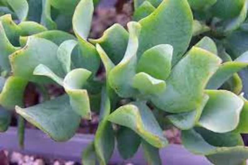 Mature Succulent Plant Ripple Jade Wavy Rippled Green | Etsy