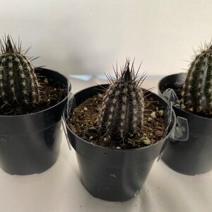 Small Cactus Plant Seliechinopsis Mirabilis. A very rare plant in dark brown and black. image 5