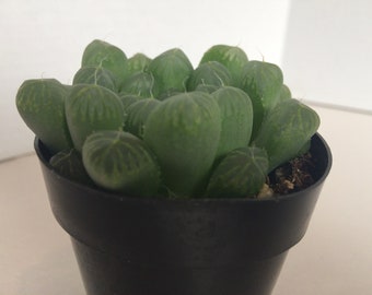 Small Succulent Plant Haworthia Cooperi or Window Haworthia.