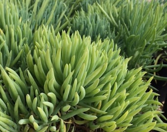 Succulent Plant Mature Narrow-Leaf Chalksticks. Beautiful and eye catching succulent.