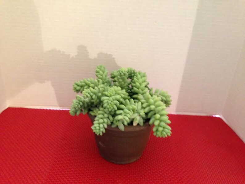 Burro Tail Mature Succulent Plant Great for a hanging basket