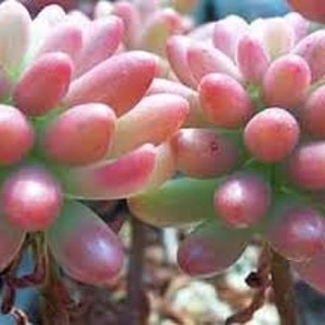 Medium Succulent Plant Sedum Aurora image 3