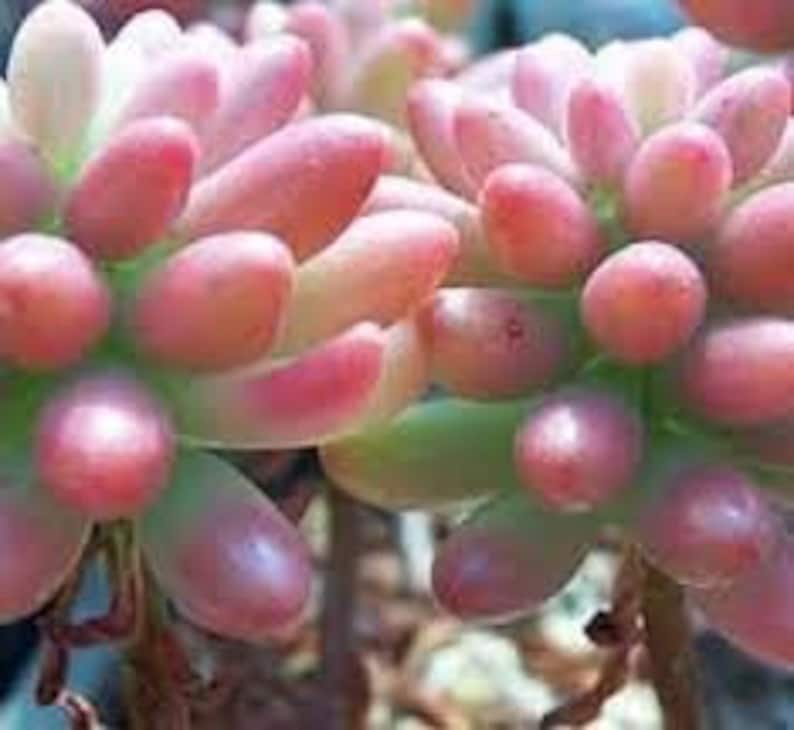 Medium Succulent Plant Sedum Aurora image 3