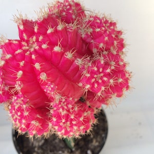 Large Cactus Plant - Grafted 'Moon Cactus' Bright Pink. Adds color to your terrarium or garden.