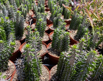 Cactus Plant Large False Ocotillo