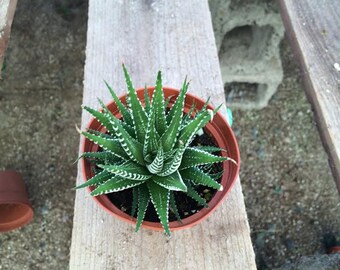 Medium Succulent Plants -Zebra Plant or Haworthia Fasciata Succulent