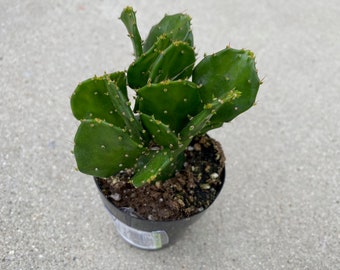 Small Cactus Plant Argentine Opuntia is a cute, dwarf Opuntia.