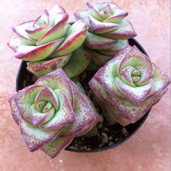 Medium Succulent Plant - Crassula Perforata String of Buttons