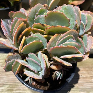 Succulent Plant Large Kalanchoe 'Aurora Borealis'. Very colorful like the true Aurora Borealis in the night sky. image 1