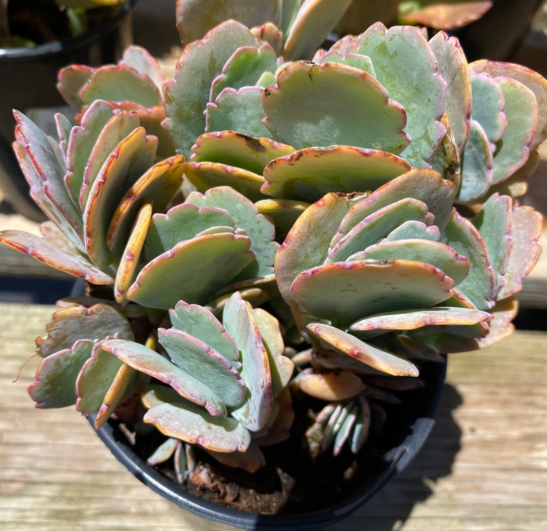 Succulent Plant Large Kalanchoe 'Aurora Borealis'. Very colorful like the true Aurora Borealis in the night sky. image 1