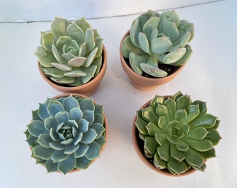 Group of 4 Small Succulents shipped in Terra Cotta Pots. A great gift!! Shop Early!