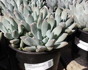 Succulent Mature Plant Pachyphylum 'Moon Silver'. A  pale green plant with a silvery cast to its fleshy leaves. This plant shimmers!