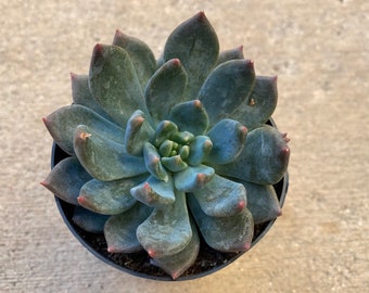 Small Succulent Plant Sedeveria 'Dark Elf' Hybrid. A beautifully unique, dark blue/purple Sedeveria Hybrid.