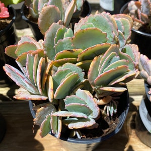 Succulent Plant Large Kalanchoe 'Aurora Borealis'. Very colorful like the true Aurora Borealis in the night sky. image 10