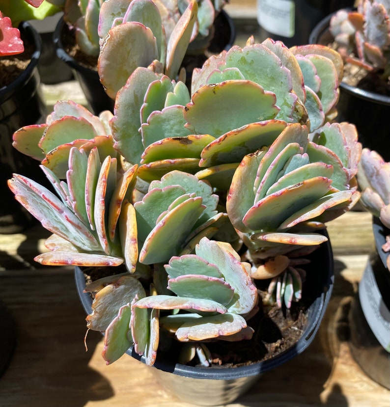 Succulent Plant Large Kalanchoe 'Aurora Borealis'. Very colorful like the true Aurora Borealis in the night sky. image 10