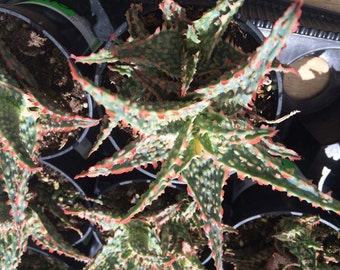 Medium Succulent Plant Aloe Oik. Beautiful aloe. Deep green fringed in red.