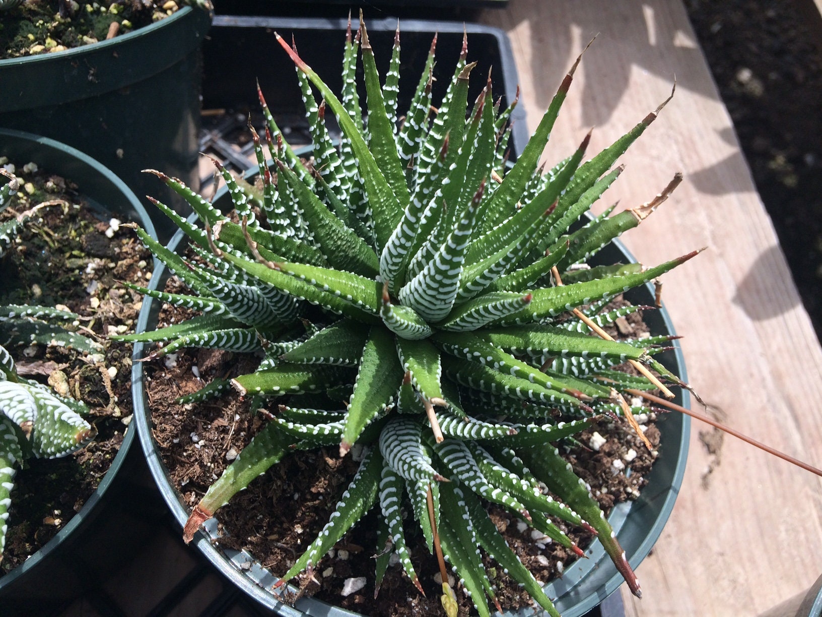 Large Succulent Zebra Plant Or Haworthia Fasciata Succulent Etsy Singapore