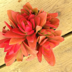 Medium Succulent Plant Campfire Plant image 2