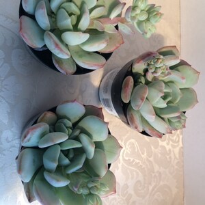 Small Succulent Plant Graptoveria 'Moonglow' image 3