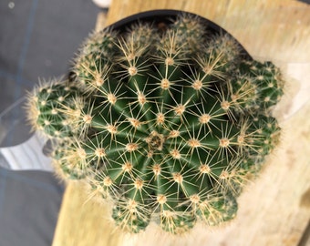 Cactus Plant Medium Echinobivia Rainbow Bursts. Beautiful Globular Cacti with interesting offsets.