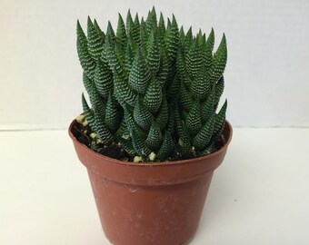 Succulent Plant Medium African Pearls