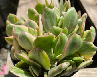 Medium Succulent Jade Plant Lemon 'n Lime. A beautifully colored Jade Plant with fleshy leaves.