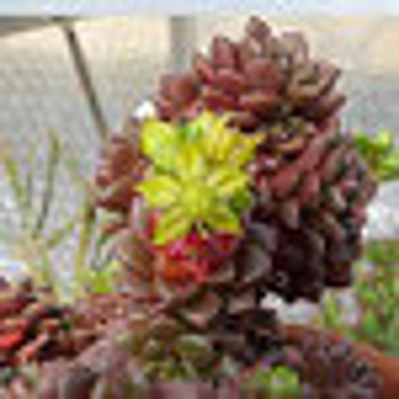 Small Succulent Plant. Cremnosedum Little Gem. Beautiful little miniature. image 4