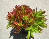 Mature Succulent Plant Crassula Capitella or Campfire Plant .Firey orange and red , brilliantly colored succulent