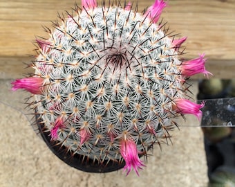 Cactus Plant Small Mammillaria Eleganz. A beautiful, geometric design of spines is very unique.