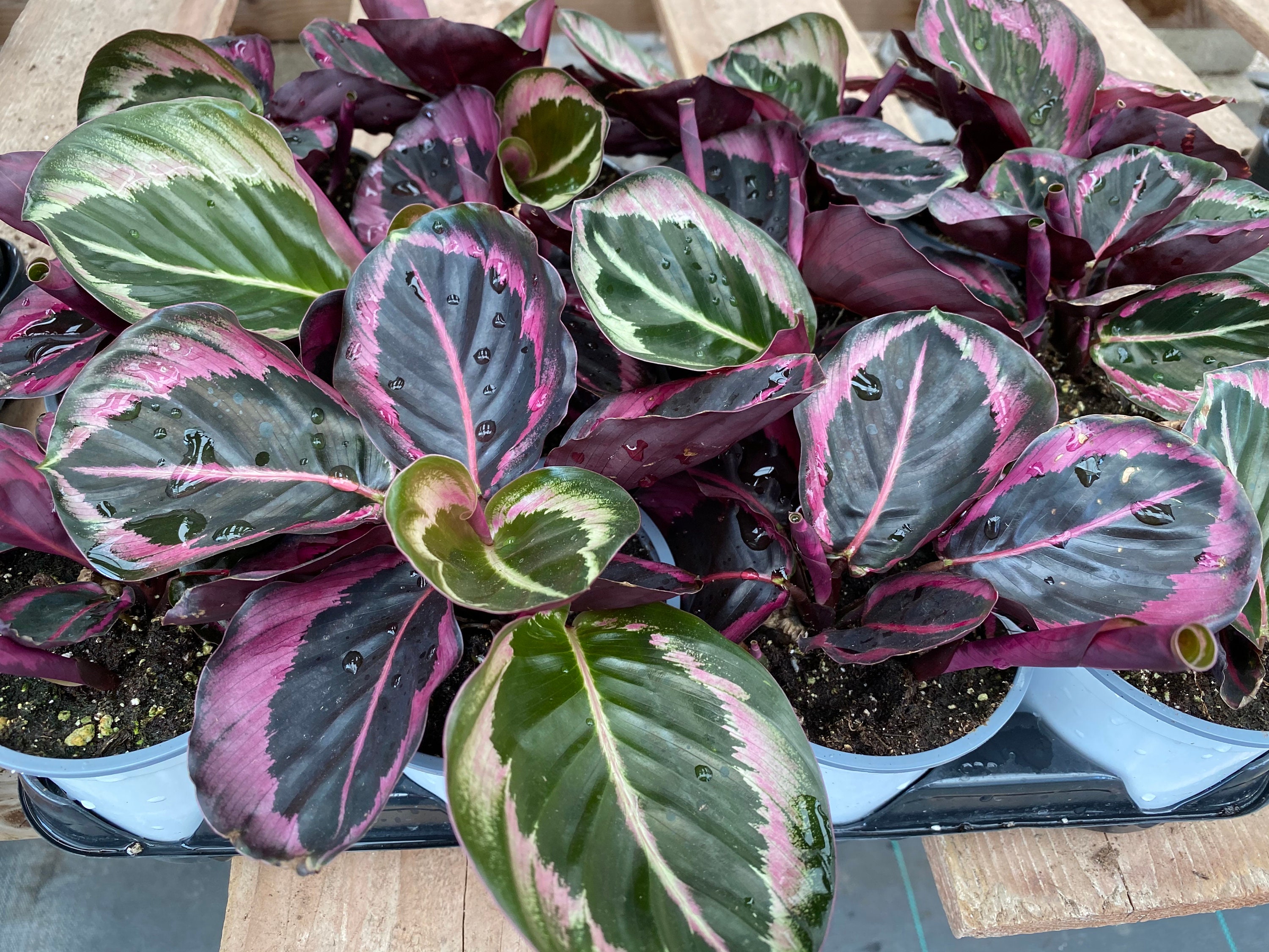 Succulent Plant Medium Jungle Velvet Calatheas. An incredibly Etsy