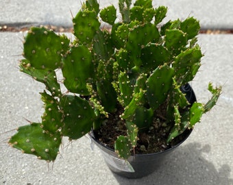 Medium Cactus Plant Argentine Opuntia is a cute, dwarf Opuntia.