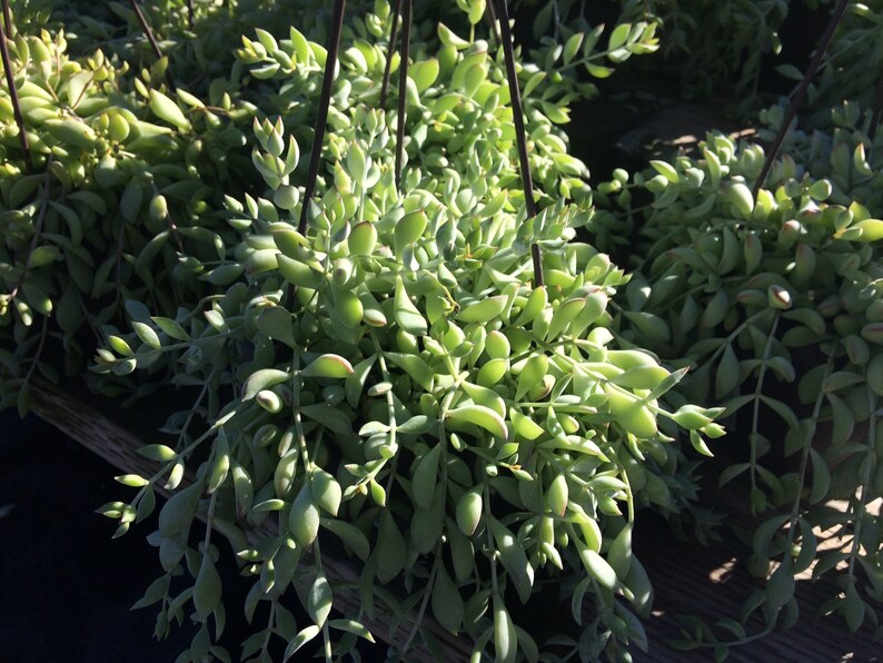 Mature Succulent Plant Cotyledon Pendend is a beautifully colored plant.