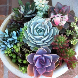 Succulent Plant. - DIY Dish Garden Plants. Perfect Create Your Own Centerpiece. This is for plants only!!