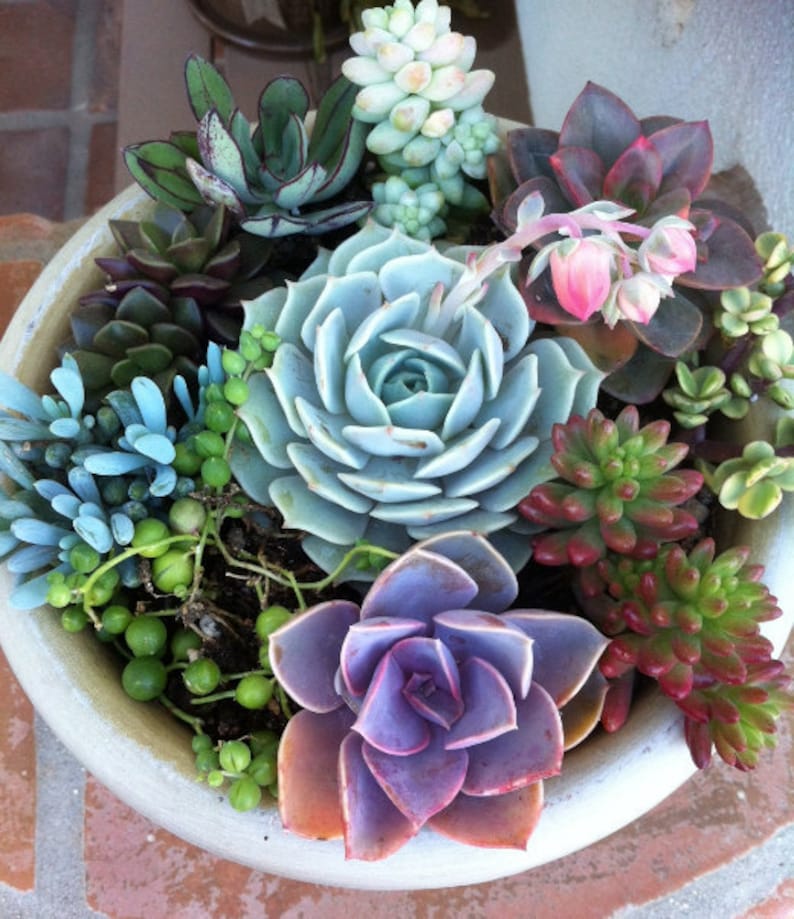 Succulent Plant. DIY Dish Garden Plants. Perfect Create Your Own Centerpiece. This is for plants only image 1