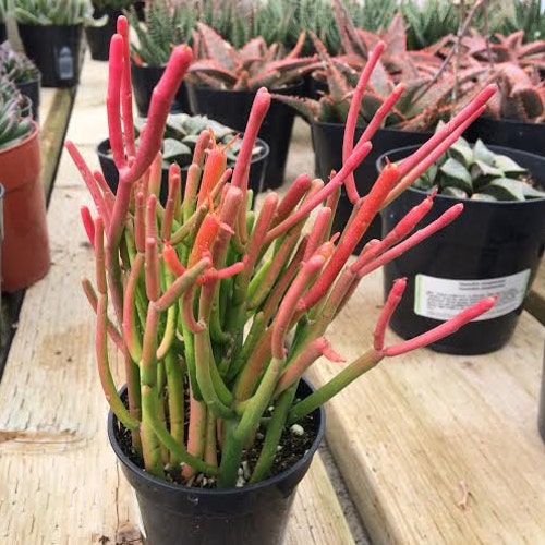Medium Succulent Plant Firesticks