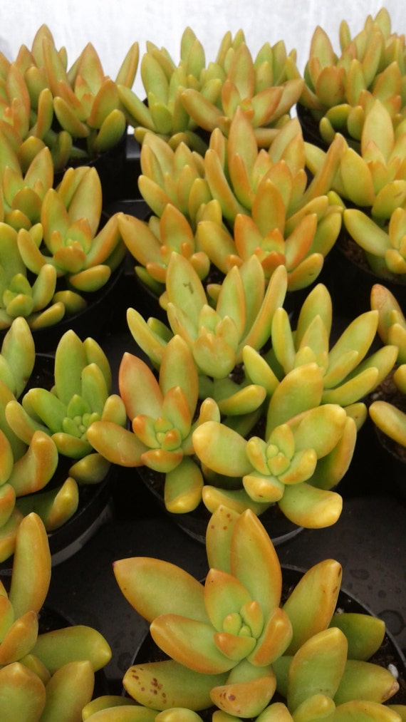 Petite plante grasse Adolphi Sedum doré. Vibrant grand jaune - Etsy France