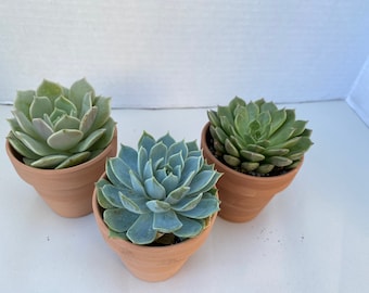 Group of Three Small Succulents shipped in Terra Cotta Pots. A great gift!! Shop Early!