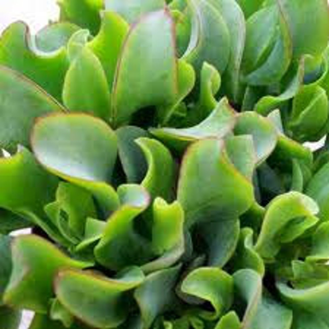 Large Succulent Plant Ripple Jade Wavy Rippled Green Petals Etsy