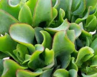 Large Succulent Plant Ripple Jade Wavy Rippled Green Petals Wonderful Addition to Drought Tolerant Landscape