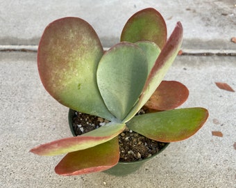 Medium Succulent Plant - FlapJack luciae Kalanchoe