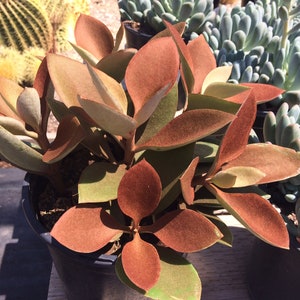 Mature Succulent Plant - Copper Spoons Plant  Looks like it has Suede Copper Colored Spoon Shaped Petals