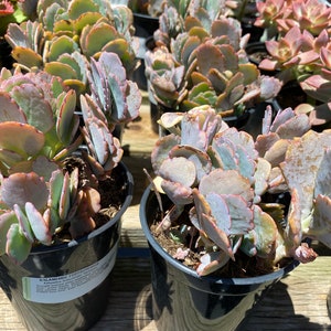 Succulent Plant Large Kalanchoe 'Aurora Borealis'. Very colorful like the true Aurora Borealis in the night sky. image 7