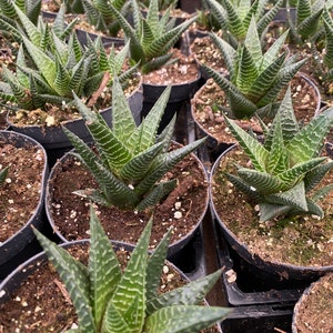 Medium Succulent Plant Haworthia Limifolia Marloth. A deep green Haworthia with numerous white ridges. image 4