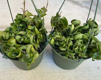 Succulent Plant Large Green Hindu Indian Rope Hoya. An intriguing twisting plant with white blooms.