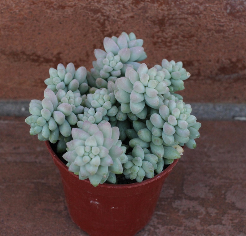 Medium Succulent Plant Sedum Donkey Tail /'Burrito/'