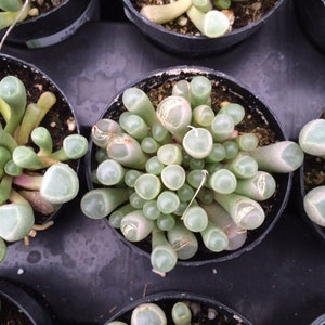 Small Succulent Plant Baby Toes image 5