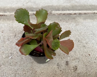 Succulent Plant Small Kalanchoe Longiflora Coccinea