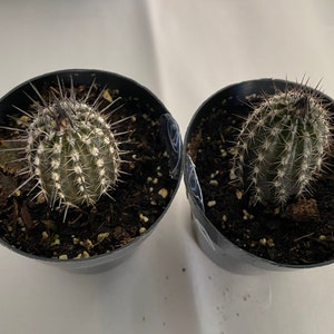 Small Cactus Plant Seliechinopsis Mirabilis. A very rare plant in dark brown and black. image 3