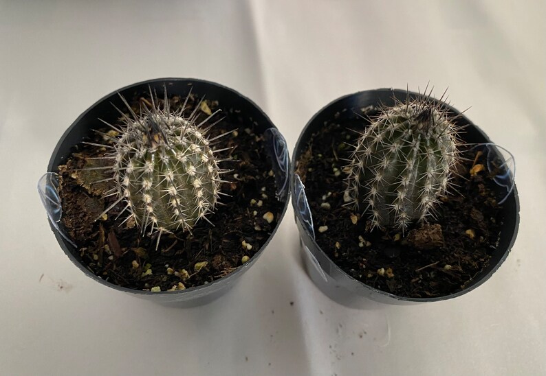 Small Cactus Plant Seliechinopsis Mirabilis. A very rare plant in dark brown and black. image 3
